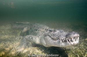 Banco Chinchorro , American Crocodile by Susanna Randazzo 